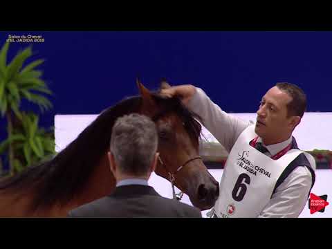 N 6 SAMA AL SHAHANIA   Salon du Cheval d'El Jadida class A show   Yearling Fillies Class 1A