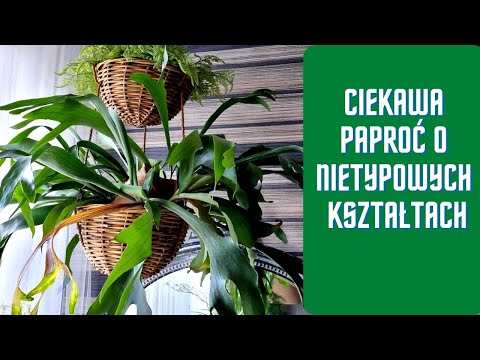 MOOSE ANTLERS - A BEAUTIFUL AND EASY TO GROW PLANT - PLATYCERIUM BIFURCATUM - [305]