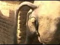 Pooping Buffalo