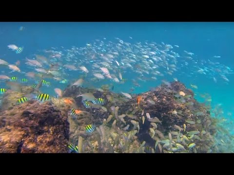 Turtle Reef | Deerfield Beach | Boca Raton | Snorkeling