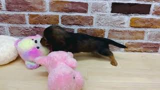 カニンヘンダックスフンドの動画01