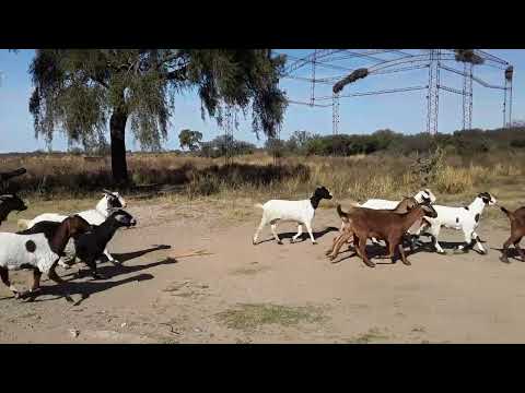 Cabras - Las Arrias, Córdoba #bizinan #каза-влак #وزې #بزها# #bakre #dipodi #ߞߙߐߥߵ #chivojme #mera