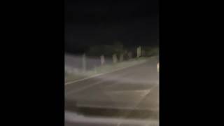 Asiago, cucciolo di lupo corre a bordo strada: a indicargli la «via di fuga» un esemplare adulto
