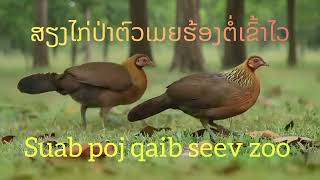 Download lagu Suab poj qaib seev zoo mp3 Download lagu Suab poj qaib seev zoo mp3