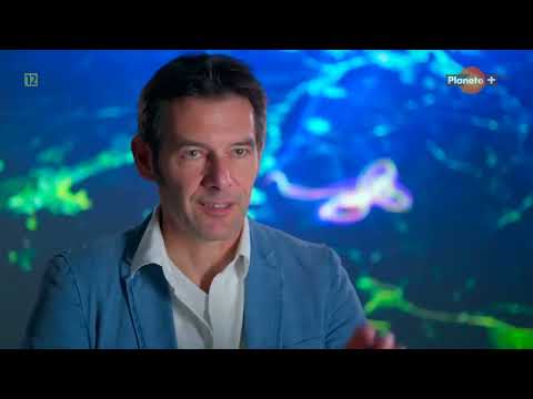 Niesamowite ptasie wędrówki film dokumentalny lektor pl