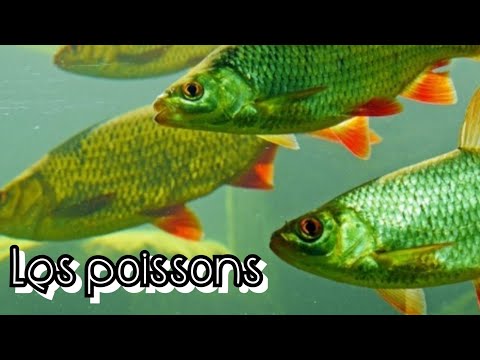 Les poissons