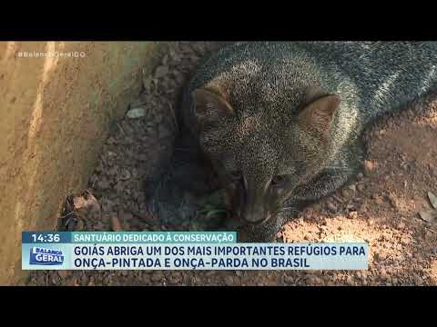 Santuário em Goiás trabalha para preservar grandes felinos