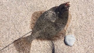 Рыбалка в азовском море на камбалу