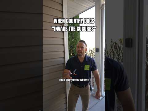 When country dogs invade the suburbs