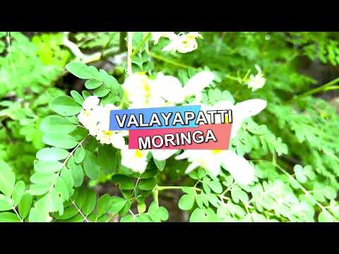 Valayapatti Moringa Drumstick Seeds for leaves plantation Shevga,Sahjan seeds  PACKAGING SIZE 10 KG