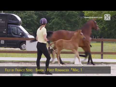 Stutfohlen von Franco Nero/Baron/Fürst Romancier geboren am 01.05.2025