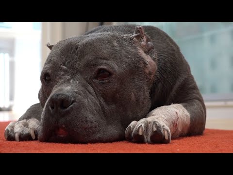 Illegale Hundekämpfe? Auf der Spur der verletzten Hündin Betty  | Panorama 3 | NDR