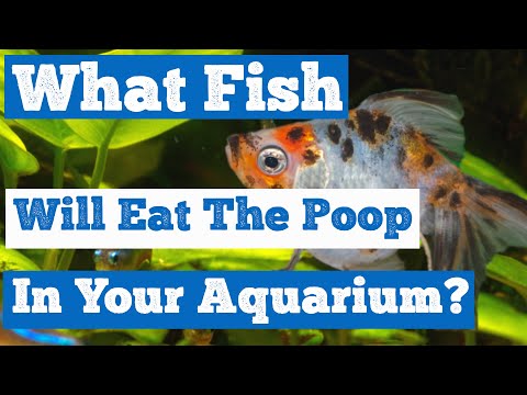 What Fish Will Eat the Poop in Your Aquarium? - Informational Video