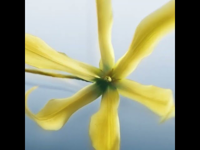 40ML Issey Miyake L’Eau d’Issey pour Homme Eau de Parfum Spray  6 of 6 