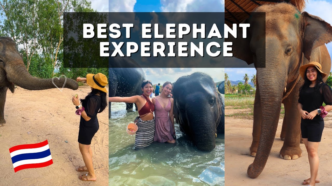 Travelers flock to Pattyaya's renowned Elephant Jungle Sanctuary in this video!
