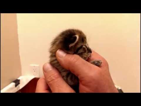 The daily kitten - 11/9/2014