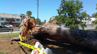 Are You Living Next to a Disastrous Tree?