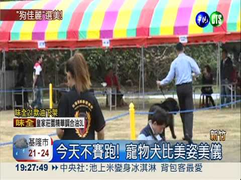 愛犬比美姿美儀 飼主忙刷毛髮!