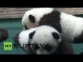 Единственные в мире панды-тройняшки отметили стодневный юбилей 