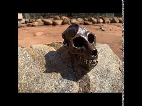 Aegyptopithecus zeuxis, a video in the human history series by Lee Gutteridge
