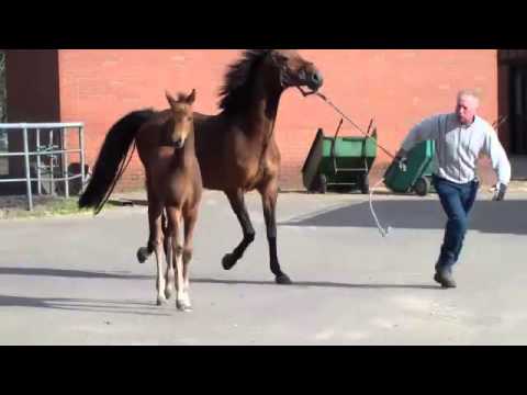 Holst Hengstf v Numero Uno x Corrado I