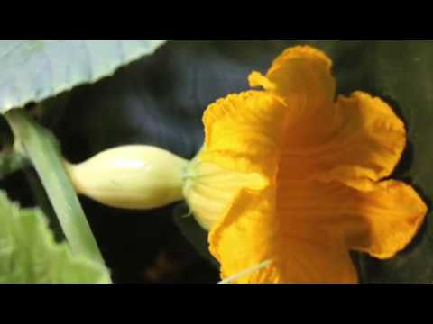 Pumpkin Maintenance and Pruning