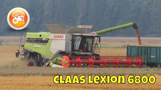 Harvest 2025 | Claas Lexion 6800 & Convio 930 header