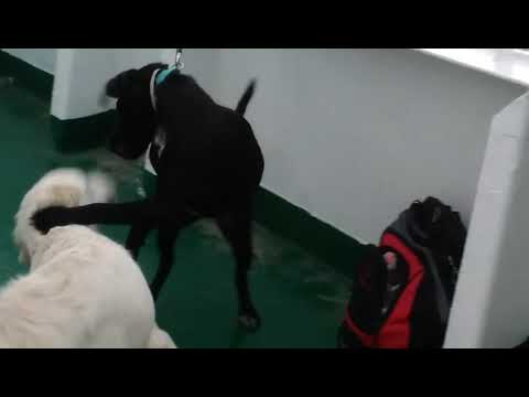 My dog Izzy VS Enemy dog Izzy