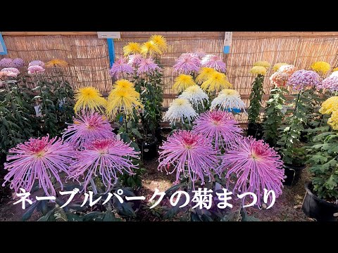 Festival del Crisantemo en el Parque Navel - 18º Festival del Crisantemo de Koga y el interior del parque - Foto tomada el 18 de noviembre de 2023: Komadane, ciudad de Koga, prefectura de Ibaraki: 4K