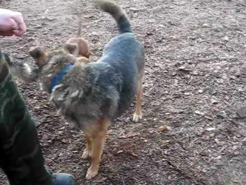 GERIATRIA I  - oddział dla starszych psów w kaliskim Schronisku dla Bezdomnych Zwierząt