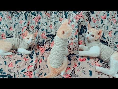 DIY Sweater for Your cats/Socks Sweater making at home/Easy Cats dress ideas