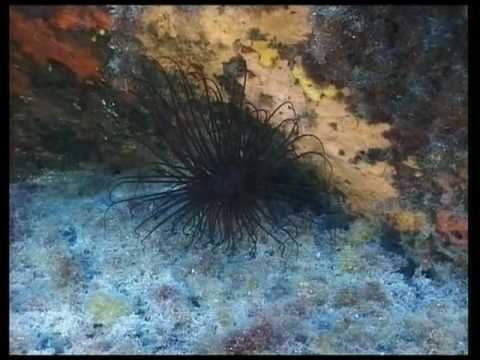 Histoires d'îles - Corse passion