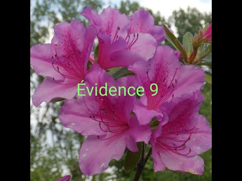 Évidence 9: l'Acceptation pleine et entière de toute notre vie amène à la véritable Paix du Cœur...