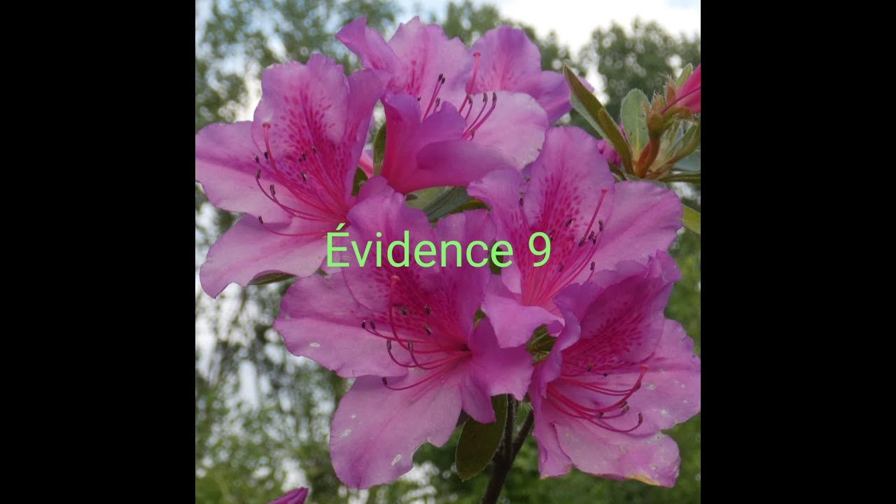 Évidence 9: l'Acceptation pleine et entière de toute notre vie amène à la véritable Paix du Cœur...