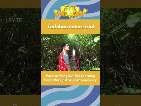 Tacloban adventure? Bisitahin ang Paraiso Mangrove, Marine & Wildlife Sanctuary! #travelph #travel