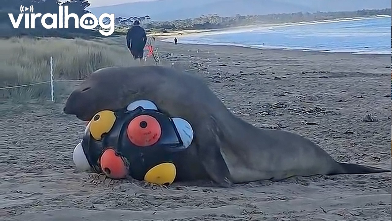 Neil the Seal Playing on the Beach || ViralHog