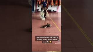 Download lagu King Cobra | ular tedung selar mp3