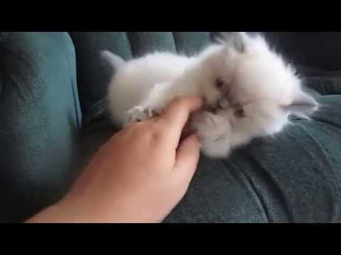 download lagu mp3 mp4 Blue Point Himalayan Kittens For Sale, download lagu Blue Point Himalayan Kittens For Sale gratis, unduh video klip Blue Point Himalayan Kittens For Sale