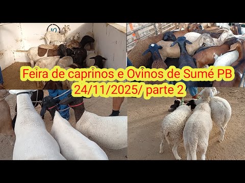 Feira de caprinos e Ovinos de Sumé PB 24/11/2025/ parte 2