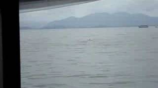 preview picture of video 'Golfinhos- Ilha do mel!!!'