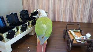 ウロコのがっちゃん 宝部屋