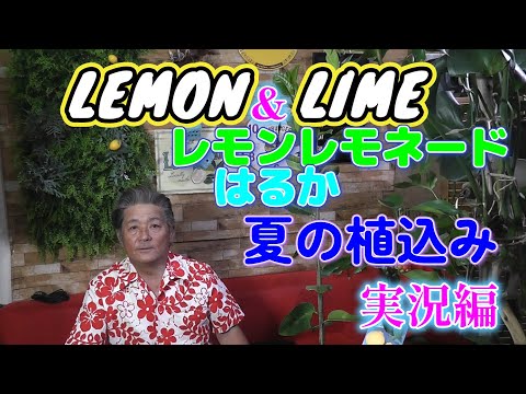 園芸 ライム、リモネット、レモンベルガモット、スイートライム、スイートレモンツリー、ローマ産スイートライム