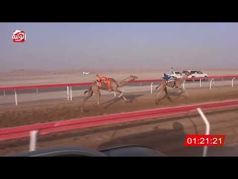   ش 18 (الشاهينيه) لـ احمد محمد راعي العويا العامري 2:14:60 , شارة الصندوق 2026/07/04 فطامين الوقن 