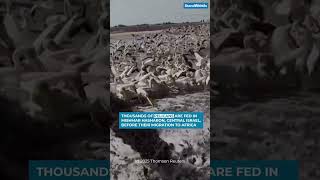 Thousands of Pelicans Stop in Israel on Their Migration Route 🇮🇱