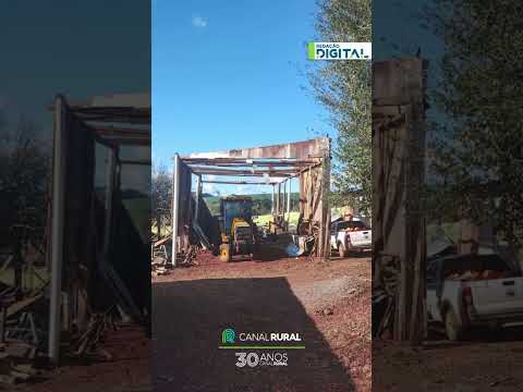 Chuvas devastam lavoura  de canola em Não-Me-Toque,  no Rio Grande do Sul