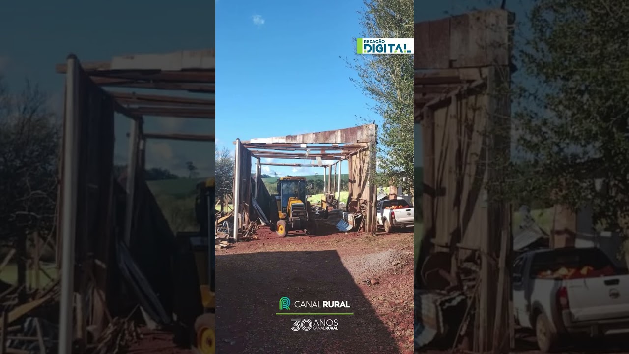 Chuvas devastam lavoura  de canola em Não-Me-Toque,  no Rio Grande do Sul