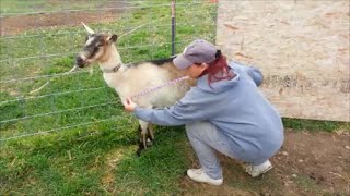 Weighing A Goat