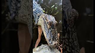 She bite daddy😕 #wildlife#youtubeshorts#alligator