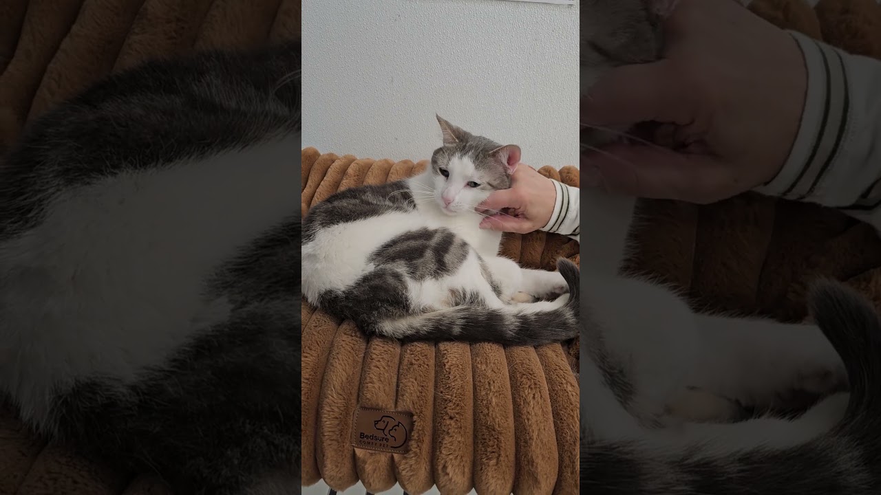 Enlarge Elmer, a Adoptable mixed breed in Harrison, NY video 2/6