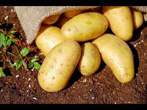 KOHLENHYDRATE MACHEN NICHT DICK | STUDIE BELEGT ES | FGF21 VERLÄNGERT DAS LEBEN